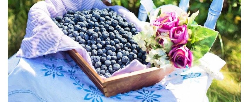 Svěží borůvkový koláč s lucumou